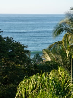 Jungle Surroundings